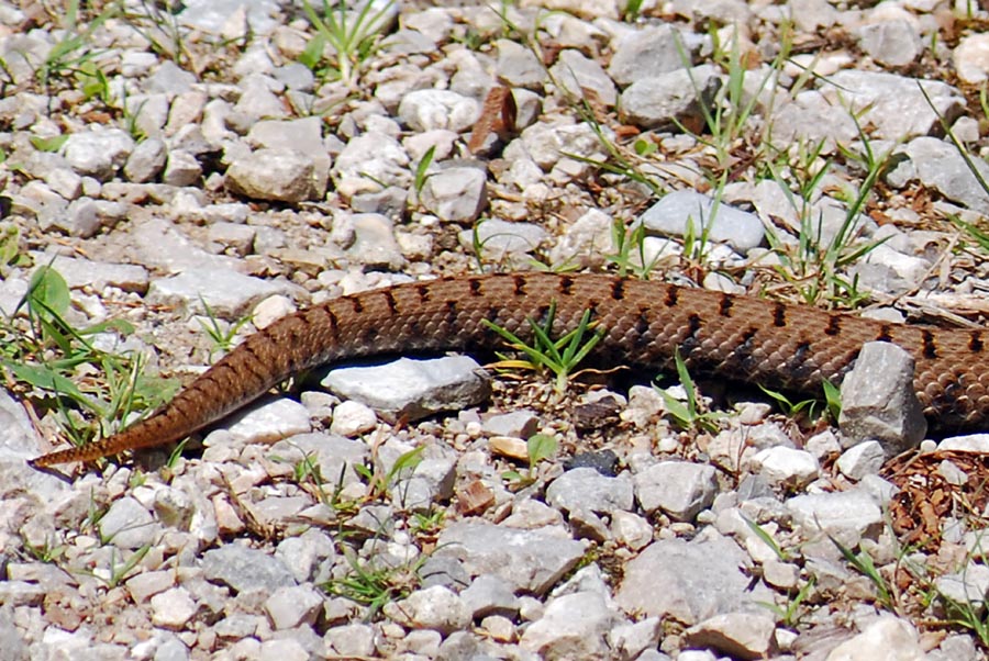 Vipera aspis francisciredi?